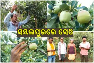 ଫଳ ଚାଷ କରି ସଫଳ ହେଲେ 3 ଭାଇ, ସମ୍ବଲପୁରରେ ଫଳିଲା ସେଓ