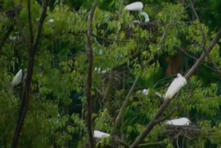 Drop in migratory birds number in Karanataka's Shivamogga