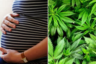 Risk from Marijuana during pregnancy