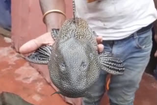 Amazing fish found in historic Rambagh complex at Darbhanga