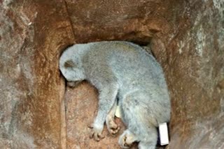 a rare species of slow loris rescued in titabar, jorhat