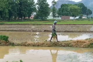 Kalahandi farmers are worried about seeds