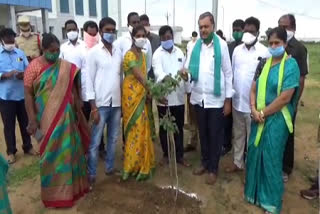 mla gandra venkata ramana reddy planted plant in bhupalapally district