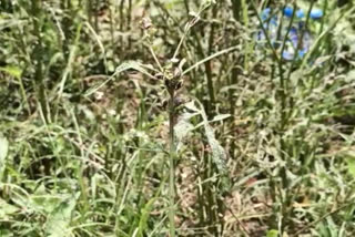 Mexican beetle are finishing carrot grass in Koriya