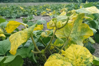 New headaches faced by Koppal farmers facing new headache: yellow disease for crop