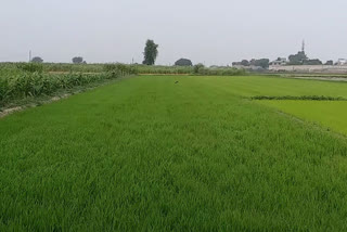 Farming in Delhi