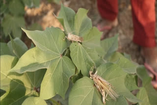 Locusts attacked cotton crop in  Mansa
