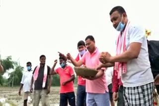 mla of lahowal constituency plugging sowed seedlings in a paddy field