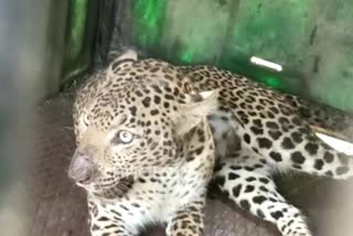 leopard attack on boy in Ahmednagar