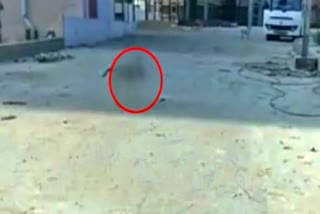 dead-body-of-newborn-baby-dogs-mouth-in-mkcg-of-berhampur-video-viral