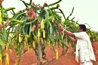 A farmer who grew dragon fruit