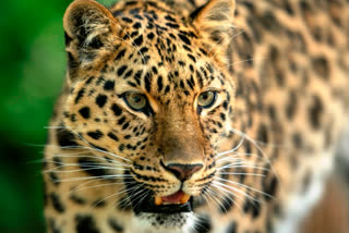 leopard