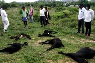 goats died due to drinking poisonous water in yadadri bhuvanagiri district