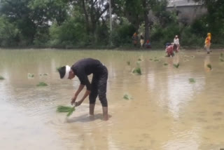 Transplanting of paddy in Datia