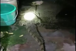 Forest department rescues crocodile  crocodile in Uttarakhand  Forest Department  Udham Singh Nagar  വനംവകുപ്പ് ഉദ്യോഗസ്ഥർ  മുതലയെ രക്ഷപ്പെടുത്തി  ഉത്തരാഖണ്ഡ്