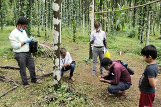 areca problem in puttur