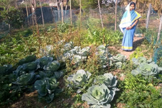 Considering kitchen garden as a route for greywater management, JJM & SBM joined hands with action plans