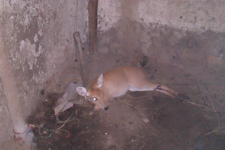 Deer death