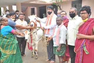 cow and calf giving as gift to srivalli devasena sametha subrahmanya swamy temple in krishna district