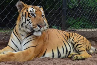 bengal tiger died in hyderabad nehru zoo park