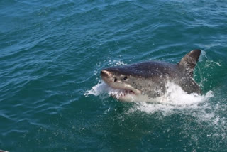 Fatal shark attack off Fraser Island, Queensland