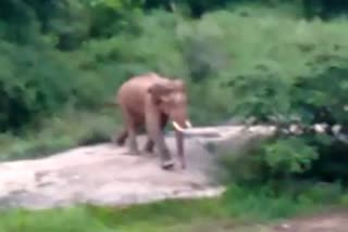 wild-elephant-found-in-bannerghatta-national-park