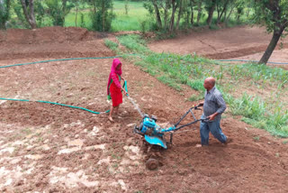 planting rice