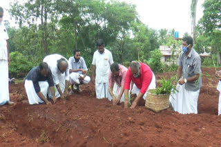 spice farming by cpi  cpi latest news  സിപിഐ വാര്‍ത്തകള്‍  സുഗന്ധ വിള കൃഷി  സുഭിക്ഷ കേരളം പദ്ധതി