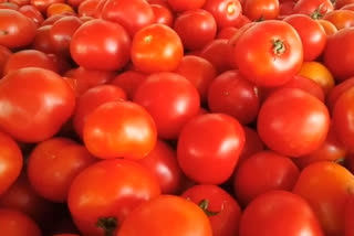 tomato rice by 70 rupees per kg due to change in weather in delhi