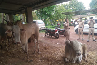 ಜಾನುವಾರುಗಳ ಅಕ್ರಮ ಸಾಗಾಟ