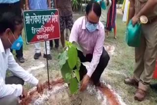 sapling plantation in kannauj