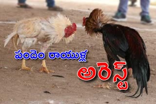 Hen bets conducts secretly in rampally dayara