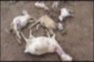 more than ten goats died after unknown animal attacking