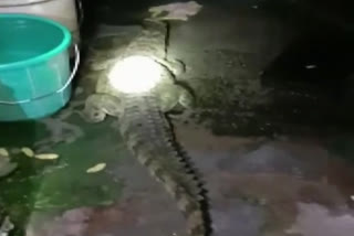 Forest department rescues crocodile in Uttarakhand