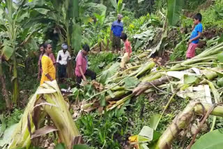 elephant attack in pooyamkutty  elephant attack  കാട്ടാന ശല്യം  പൂയംകുട്ടി