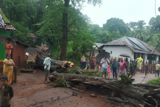 hundred years history of A tree Destroyed with  heavy rain in East Godavari district