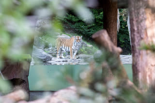 Swiss zookeeper dies  tiger attack inside enclosure  Siberian tiger  Irina  Zurich zoo  சுவிட்சர்லாந்து  சூரிச் பூங்கா