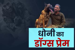 Mahendra Singh Dhoni has several dogs of different breed