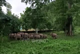 wild elephant terror at Boko