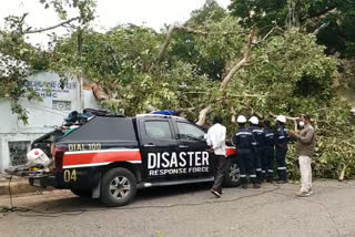 ఈదురు గాలులకు కూలీన భారీ వృక్షం కొమ్మలు