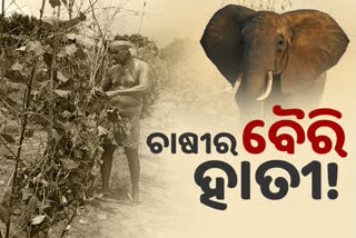 elephant-terror-at-anugul-elephant-damages-crops