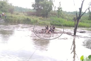 women life saved citizen who carried in rivulet