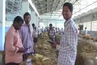 markfed buys tobacco in nellore district and farmers happy about their crop rate