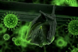 Covid-Like Virus From Bat-Infested Mine Sent To Wuhan Lab In 2013: Report