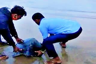 tortoise-trapped-in-a-net-at-ganpatipule-ratnagiri