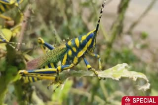 locust threat again in agra