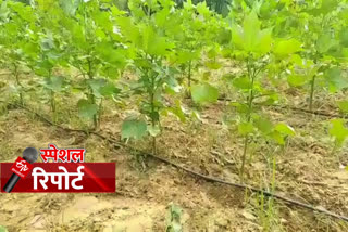 haryana farmers using drip system for farming