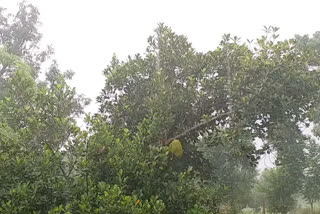 rains continue in Shahdol