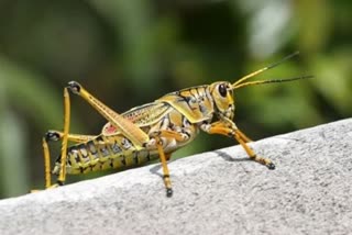 order to Guard the village to avoid locust attacks in bhiwani