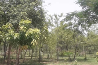 Locust attack on fields in Datia